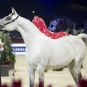 2012 Paris - Salon du Cheval Show