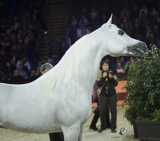 2012 Paris - Salon du Cheval Show