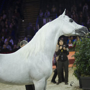 2012 Paris - Salon du Cheval Show