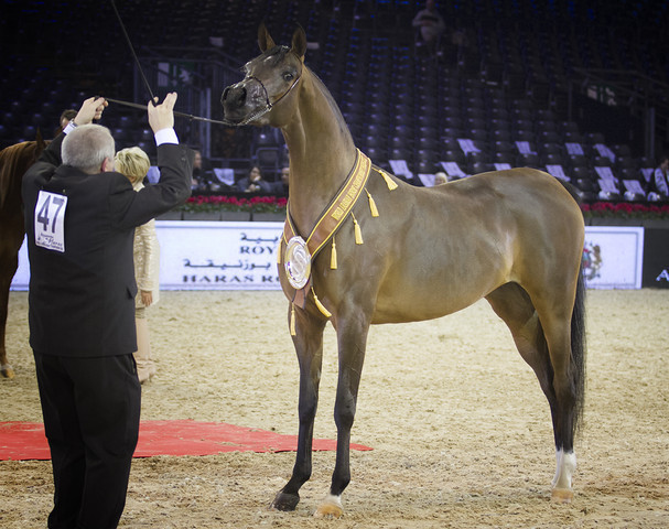 2012 Paris - Salon du Cheval Show