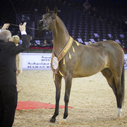 2012 Paris - Salon du Cheval Show