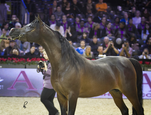 2012 Paris - Salon du Cheval Show