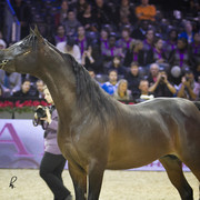2012 Paris - Salon du Cheval Show