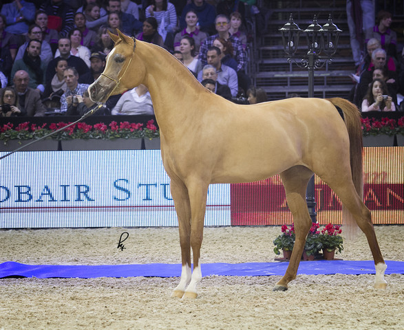 2012 Paris - Salon du Cheval Show