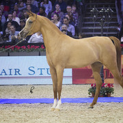 2012 Paris - Salon du Cheval Show