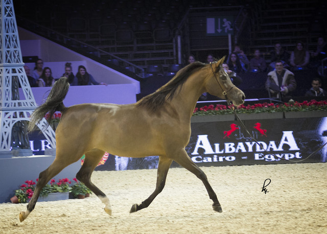 2012 Paris - Salon du Cheval Show