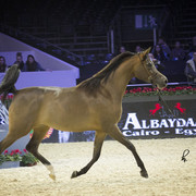 2012 Paris - Salon du Cheval Show