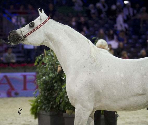 2012 Paris - Salon du Cheval Show