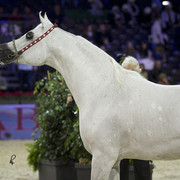 2012 Paris - Salon du Cheval Show