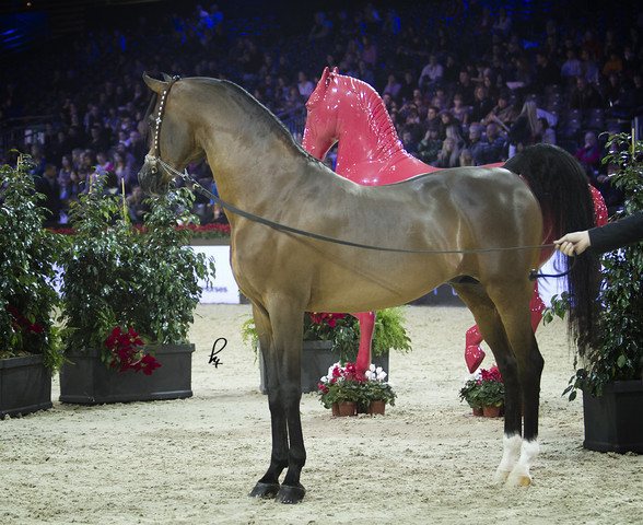 2012 Paris - Salon du Cheval Show