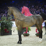 2012 Paris - Salon du Cheval Show