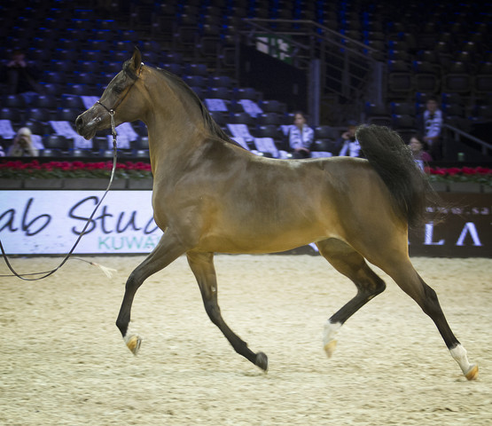 2012 Paris - Salon du Cheval Show