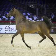 2012 Paris - Salon du Cheval Show