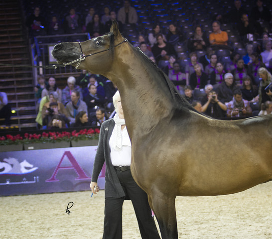 2012 Paris - Salon du Cheval Show