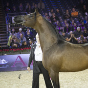 2012 Paris - Salon du Cheval Show