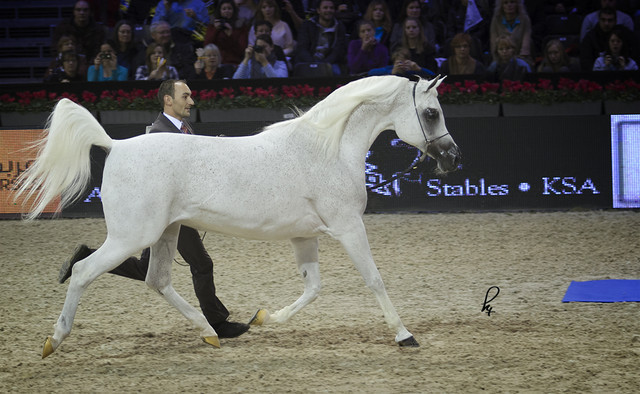 2012 Paris - Salon du Cheval Show