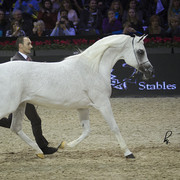 2012 Paris - Salon du Cheval Show