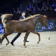 2012 Paris - Salon du Cheval Show