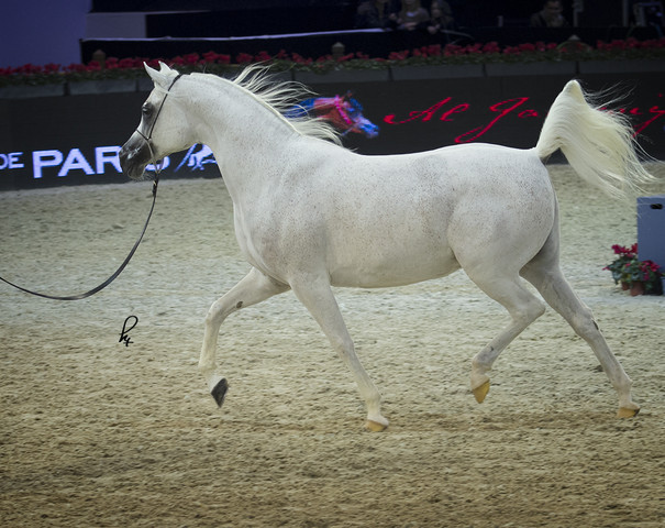 2012 Paris - Salon du Cheval Show
