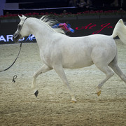 2012 Paris - Salon du Cheval Show
