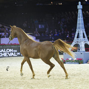 2012 Paris - Salon du Cheval Show