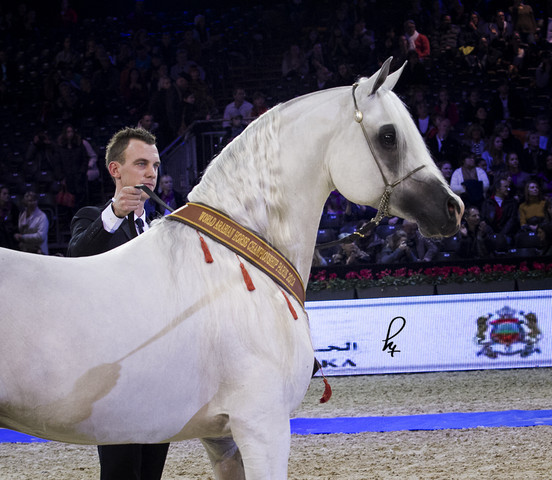 2012 Paris - Salon du Cheval Show