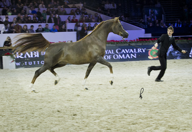 2012 Paris - Salon du Cheval Show