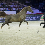 2012 Paris - Salon du Cheval Show