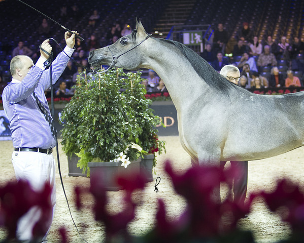 2012 Paris - Salon du Cheval Show