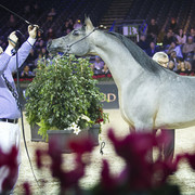2012 Paris - Salon du Cheval Show
