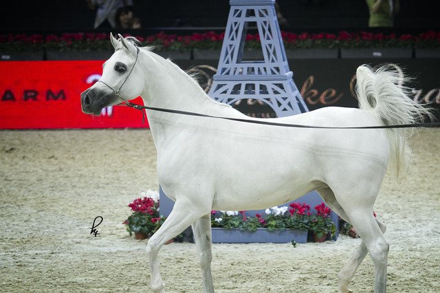 2012 Paris - Salon du Cheval Show