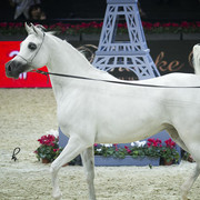 2012 Paris - Salon du Cheval Show