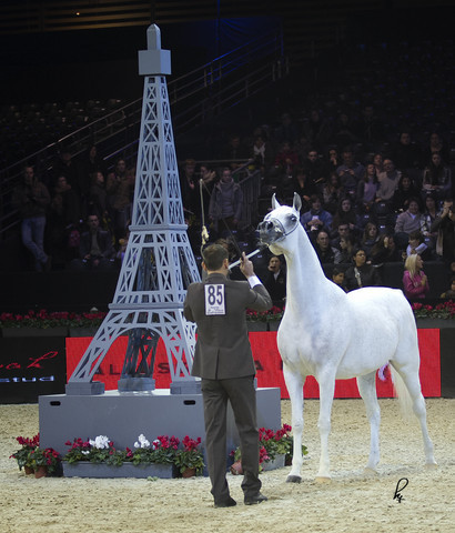 2012 Paris - Salon du Cheval Show