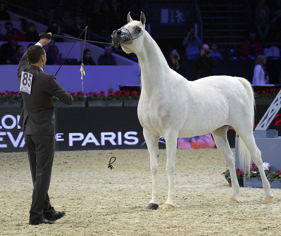 2012 Paris - Salon du Cheval Show