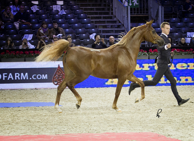 2012 Paris - Salon du Cheval Show