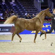 2012 Paris - Salon du Cheval Show
