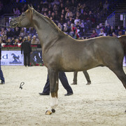 2012 Paris - Salon du Cheval Show