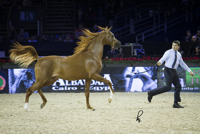 2012 Paris - Salon du Cheval Show