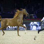 2012 Paris - Salon du Cheval Show