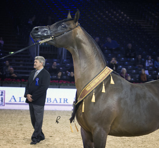 2012 Paris - Salon du Cheval Show