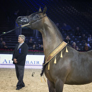 2012 Paris - Salon du Cheval Show