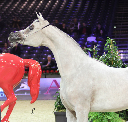 2012 Paris - Salon du Cheval Show