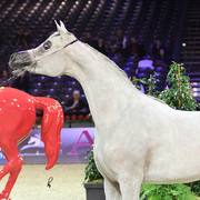 2012 Paris - Salon du Cheval Show