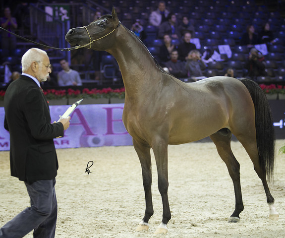 2012 Paris - Salon du Cheval Show