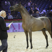 2012 Paris - Salon du Cheval Show