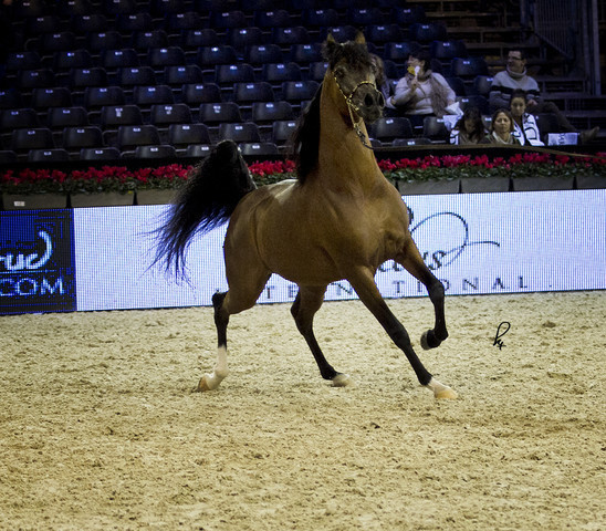 2012 Paris - Salon du Cheval Show