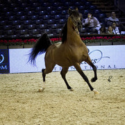 2012 Paris - Salon du Cheval Show