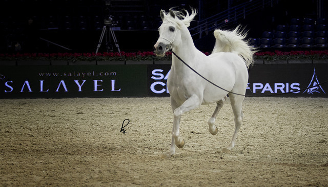 2012 Paris - Salon du Cheval Show