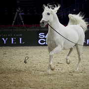 2012 Paris - Salon du Cheval Show