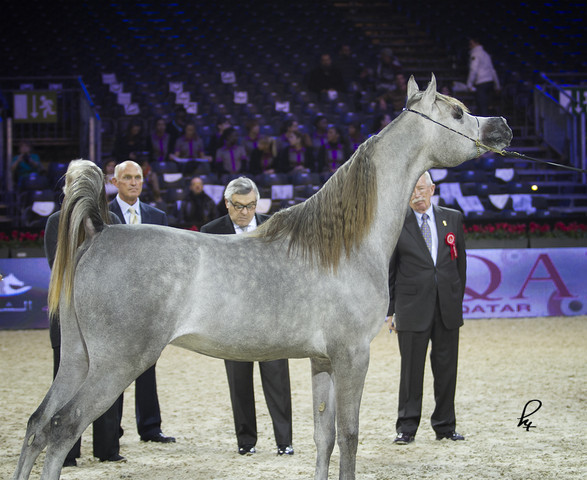 2012 Paris - Salon du Cheval Show